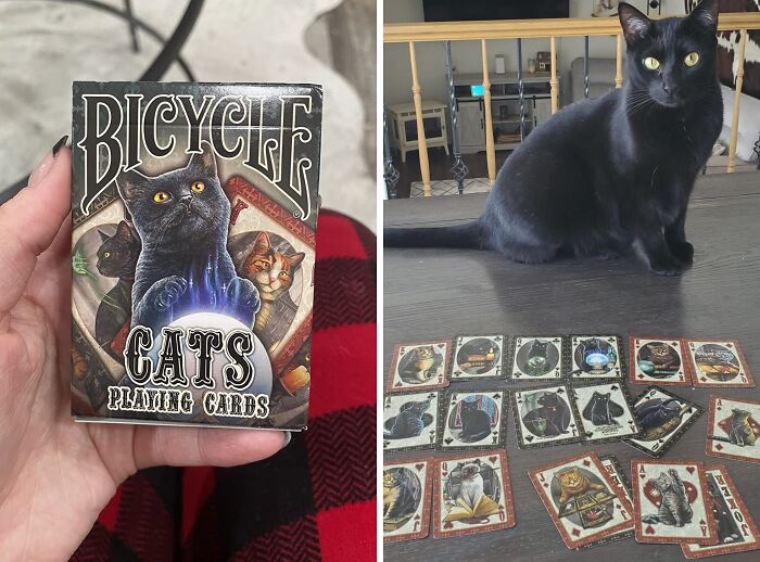 These Bicycle Cats Playing Cards Aren't Just A Deck, They're A Furry Fiesta Of Feline Fun, Guaranteed To Make Your Game Nights The Cat's Meow