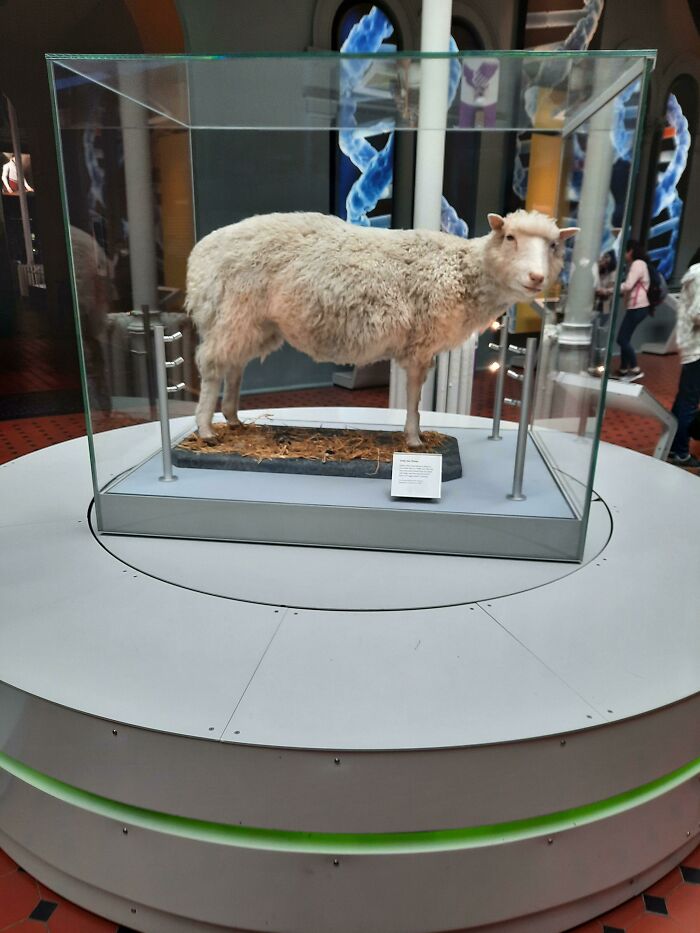 You Can See Dolly The Cloned Sheep At A Museum In Edinburgh