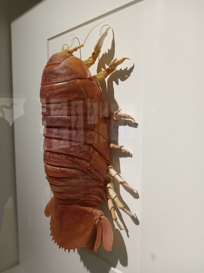 Giant Isopod In A Museum