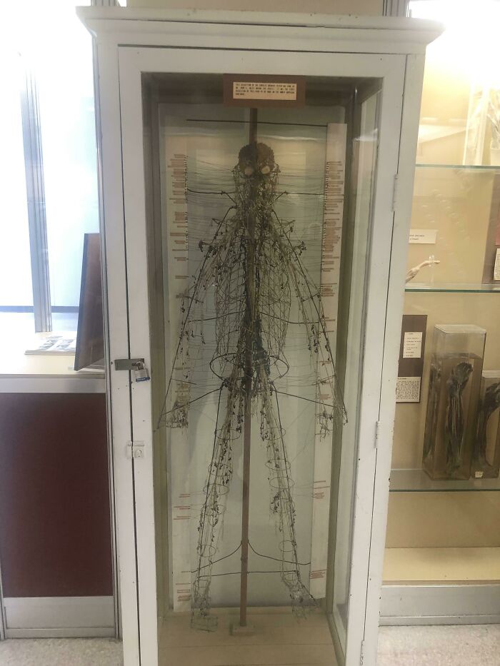 Un sistema nervioso humano completo en el museo de anatomía del Baylor College of Medicine