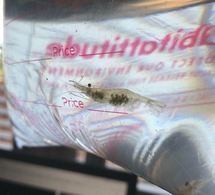 Bought Some Ghost Shrimp For My Fish Tank And One Of Them Turned Out To Be Pregnant