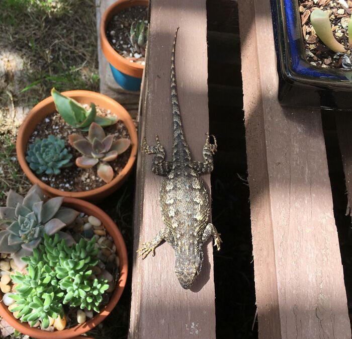 She's Wild, But I've Known Her And Fed Her For 2.5 Years. She's Pregnant Again, Likely The Matriarch Of The Dozens Of Sage Lizards That Grace My Yard