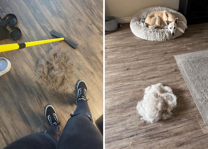 Pet Hair Got Your Floors Looking Like A Shag Carpet? This Furemover Broom Will Have Them Looking Fur-Bulous In No Time!