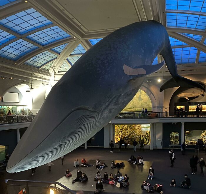 The Whale At The American Museum Of Natural History Is Now Vaccinated! They Gave It A Bandage When Kids In America Were Approved For Their Shots