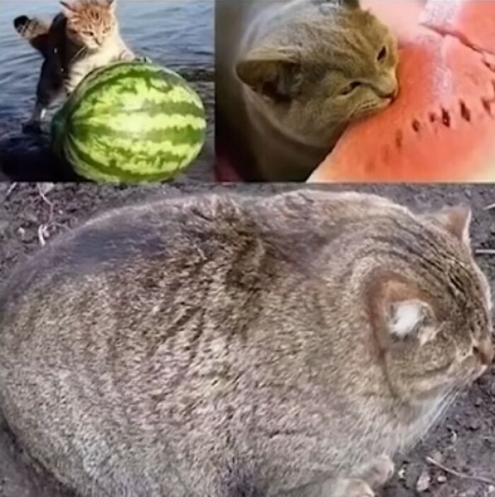 ♥ Melon Cat ♥