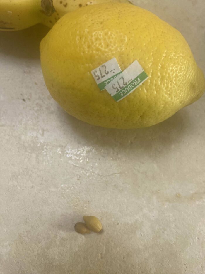 Lemon with produce sticker and small seeds, illustrating a gardening attempt with no mighty harvest.