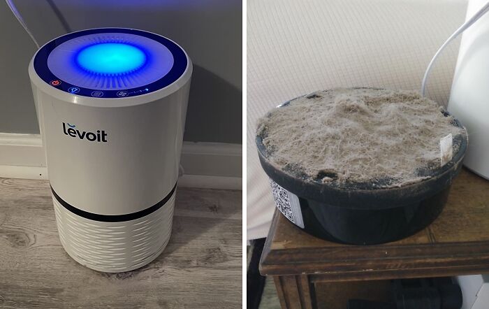 Breathe Easy, Allergy Sufferers! A Quality Air Purifier Will Have You Feeling Like You're Living In A Pollen-Free Paradise