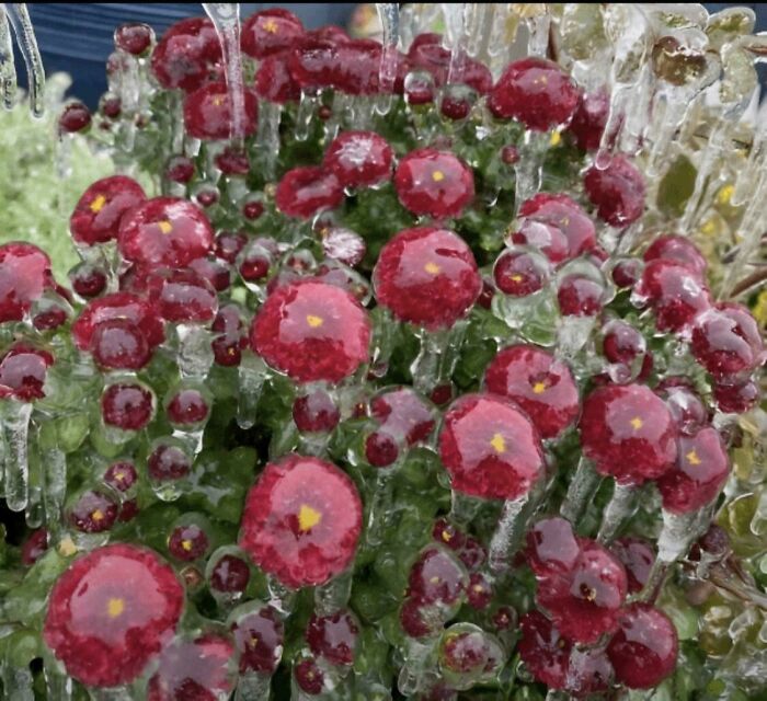 Flowers After An Ice Storm