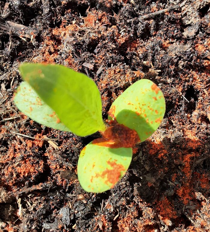  Cayenne Pepper Fights Off Bugs