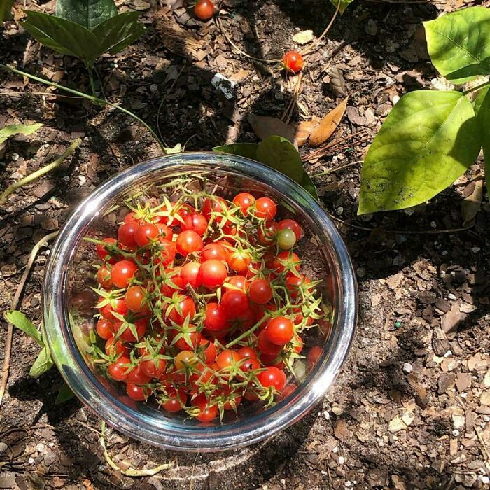 Bowl of small cherry tomatoes in a garden, illustrating a humorous gardening attempt with a minimal harvest.