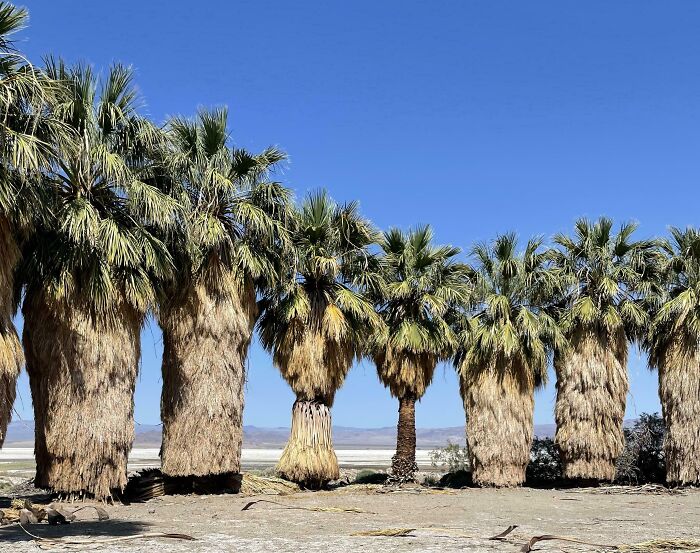 The Difference Between A Trimmed Palm Tree And A Wild Palm Tree