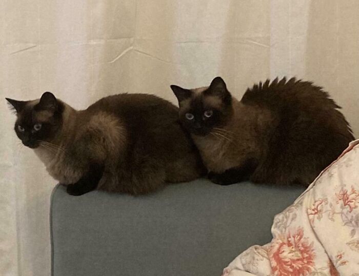 The Difference In The Fur Of My Almost Identical Cats (Spiky vs. Smooth)