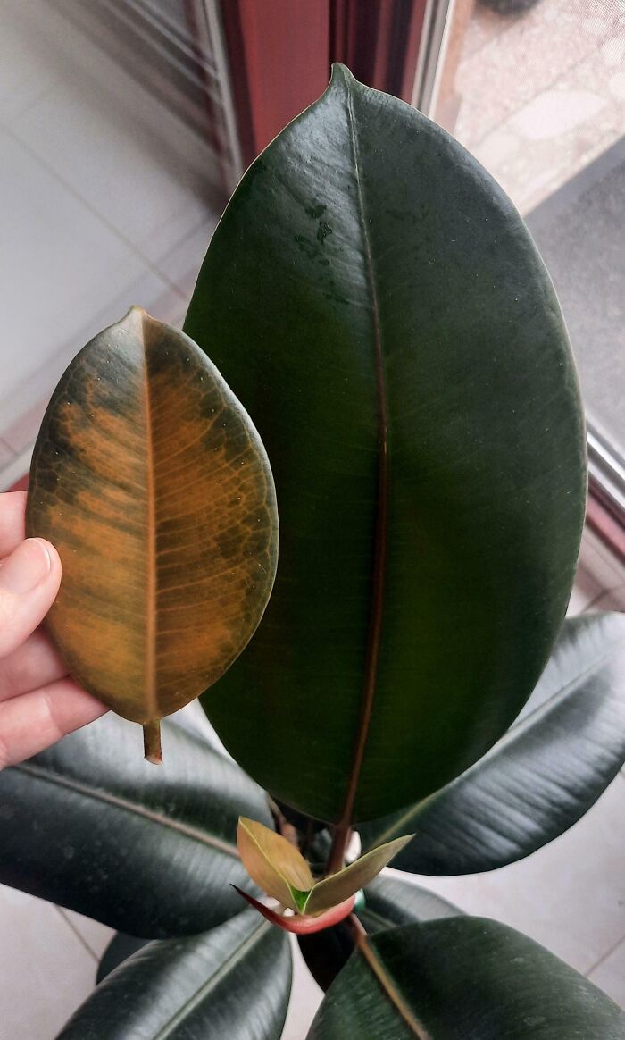 Plant's Very First Leaf Compared To The Latest