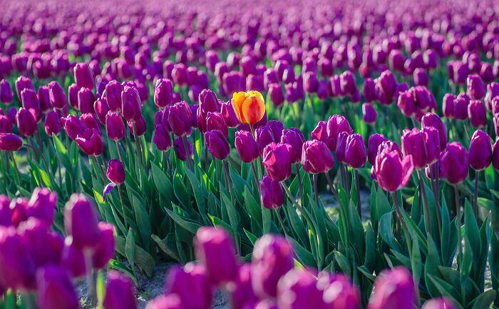 A Skagit Valley Tulip Dares To Be Different In Mount Vernon, Washington