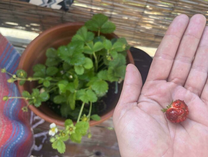 Gardening fail: a small strawberry in hand next to a potted plant with lush green leaves.