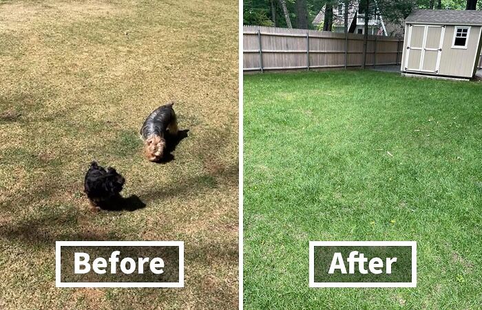 Your Lawn Will Be Singing "Hallelujah" With This Dog Spot Repair Sun And Shade - Kiss Those Unsightly Brown Spots Goodbye!