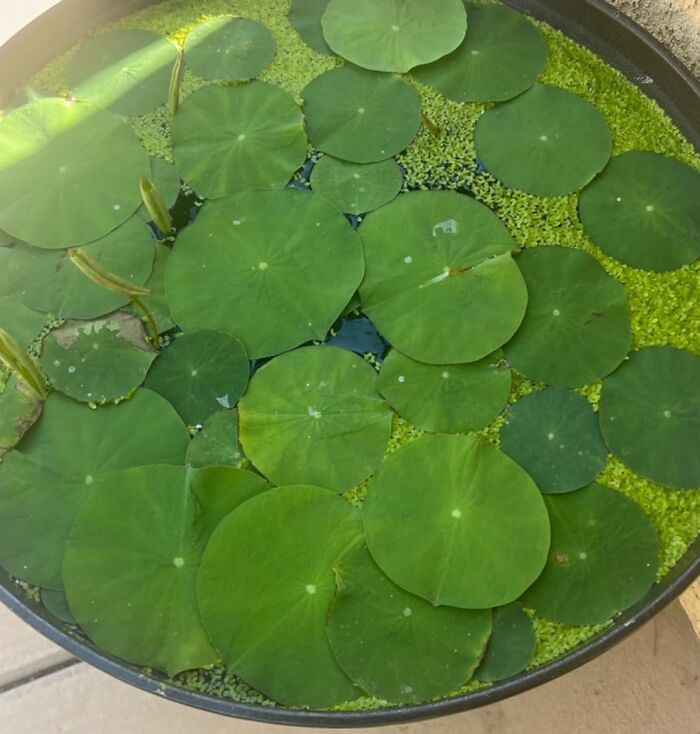 These Mixed Pink, Red & Green Color Bowl Lotus Seeds Will Turn Your Pond Into A Monet Masterpiece, Minus The Grumpy French Dude