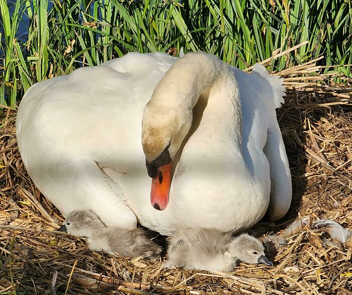 Mama Swan With Newborn Babies