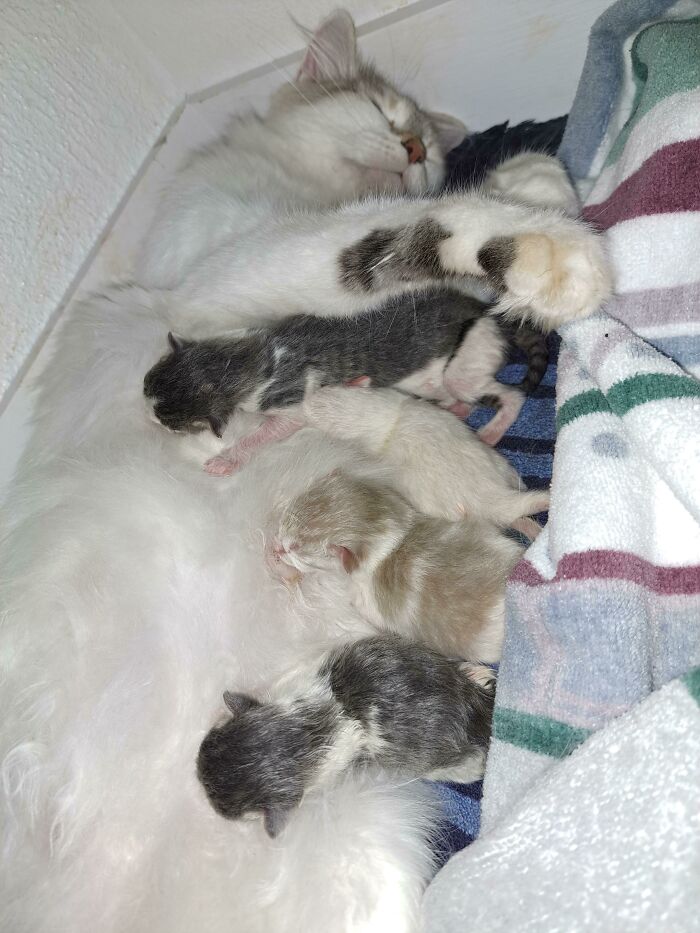 Say Congrats To This Proud Mama And Hello To These Five Brand-New Kitties