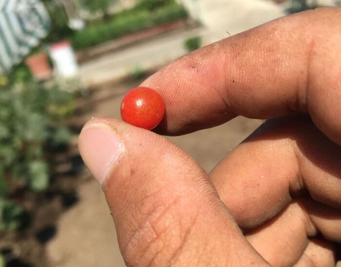 Gardening fail: A tiny red vegetable held between fingers, showcasing a less-than-mighty harvest.