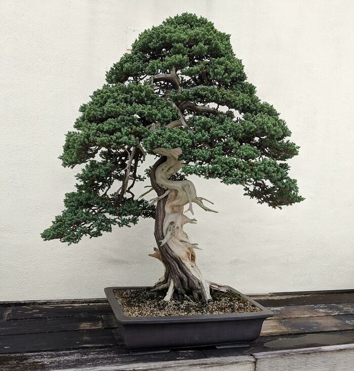 Today I Visited The National Arboretum's Bonsai And Penjing Museum, And It Was Beautiful