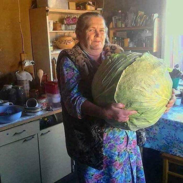 Elderly woman holding an enormous cabbage in a cozy kitchen, exemplifying absolute units.