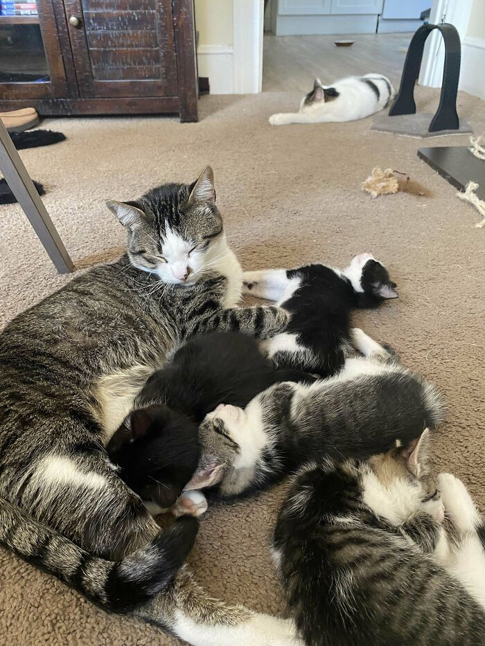 Dad (Potato) Is On Kitten Watch While Mom (Tot) Takes A Nap In The Background