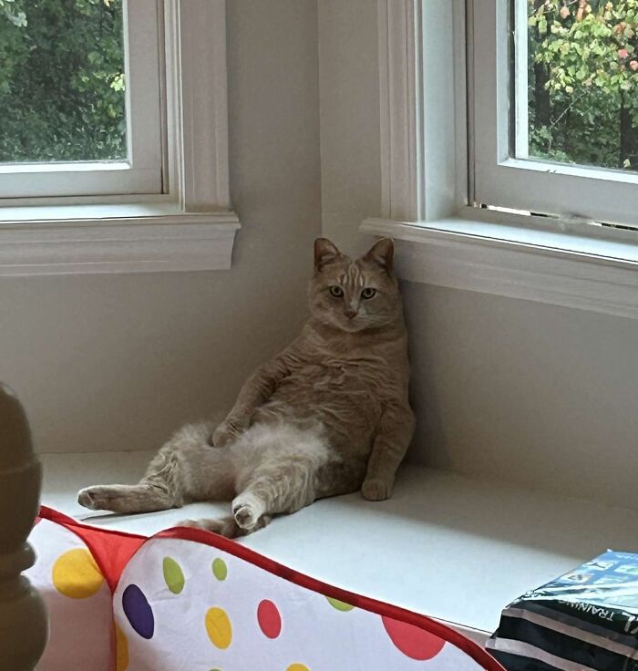  My Mom Is Fostering Two Pregnant Cats. This Is How One Of Them Always Sits