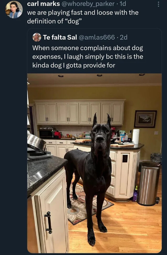 Enormous black dog standing in a kitchen, illustrating the concept of absolute units things.