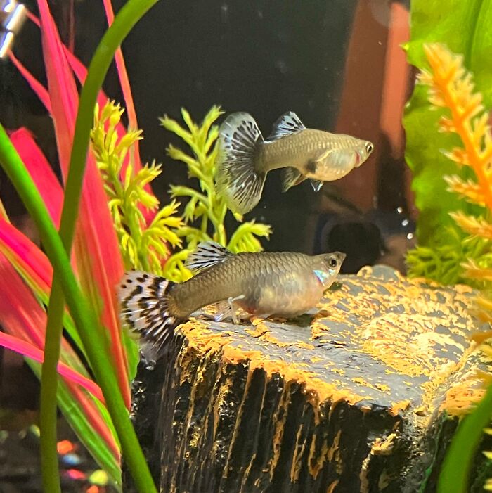 My Pregnant Guppy Named Peggy Is Preparing To Give Birth, And Her Tank Mate Tina Is Standing Guard Over Her