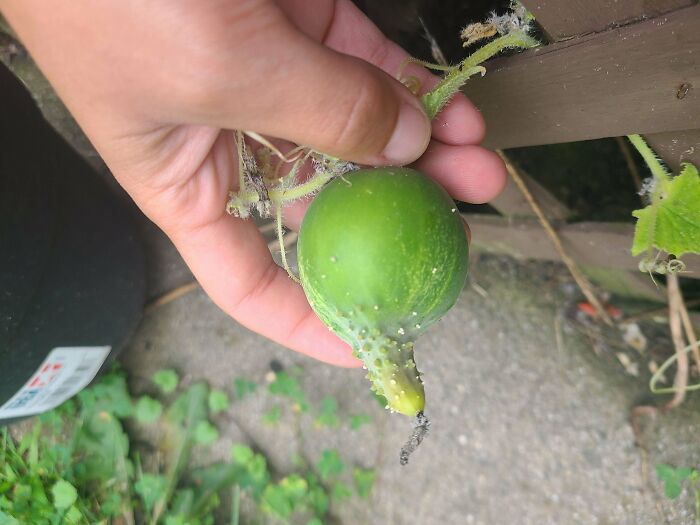 A small, underdeveloped green cucumber held in a hand, showcasing a gardening attempt without a mighty harvest.