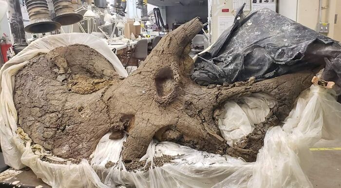 Cráneo real de Triceratops en pleno proceso. Museo de Ciencias de Denver