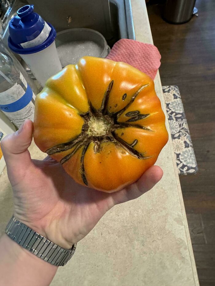 Person holding a deformed tomato in a kitchen, illustrating a gardening fail without a mighty harvest.