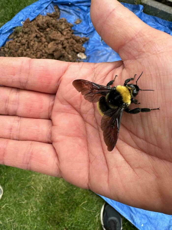 A large bee, an example of absolute units, rests in a person's palm, showing its impressive size.