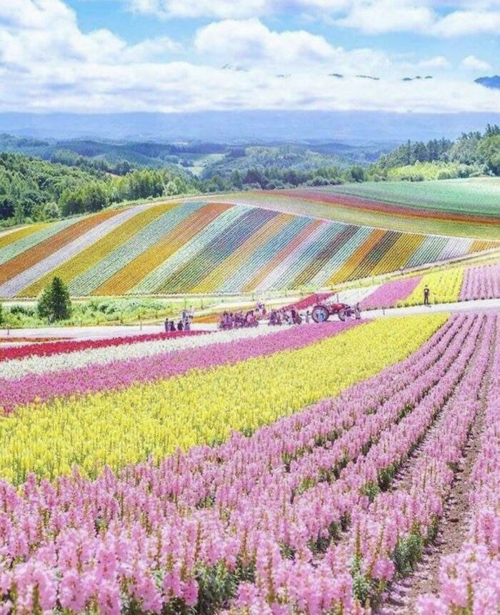 Flower Farm In Hokkaido, Japan