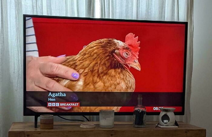 UK breakfast TV features a hen named Agatha, reflecting British humor.