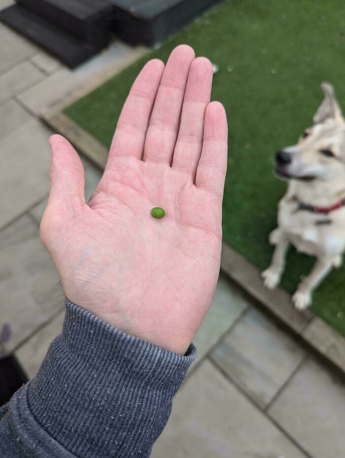 A small green pea in a person's hand symbolizes a gardening failure and a humorous lack of mighty harvest.