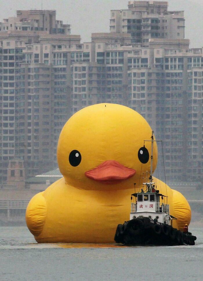 Giant yellow duck in a harbor with cityscape behind, emphasizing absolute units things.