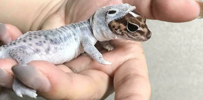 This Tiny Lizard Perfectly Shedding Looks Like He's Wearing A Tiny Lizard Space Suit