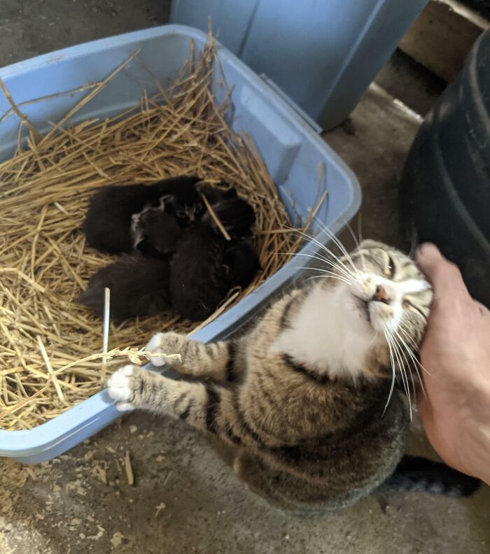 My Cat Is A Very Proud Mom