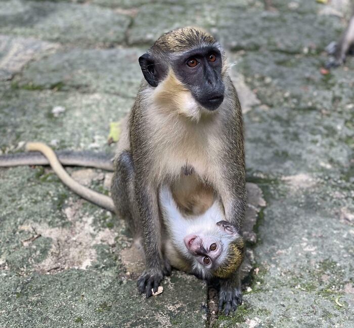 Monkey Mama