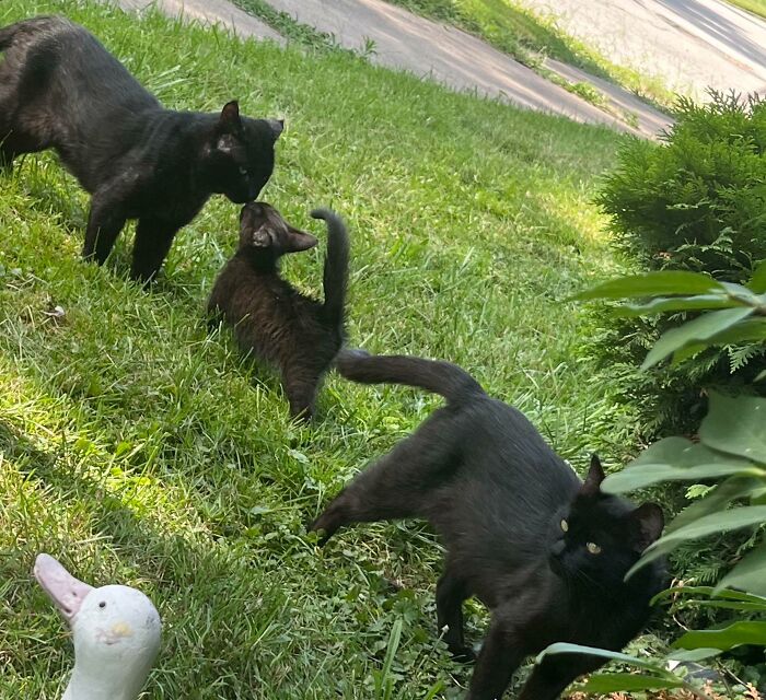 Fed Mama Cat One Time, And The Next Day She Brought Her Baby And Husband For Dinner