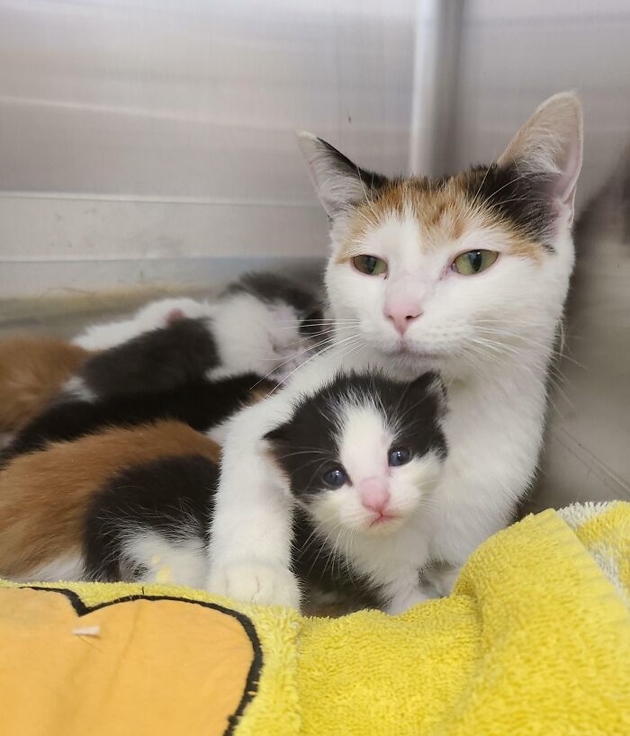 Started Volunteering At The Animal Shelter 2 Weeks Ago. Brought Home My First Foster Family Today. Momma And Six 3-Week-Old Babies