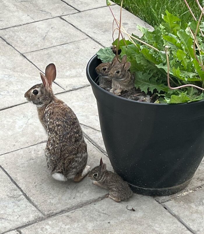 Babies Leaving Their Nest