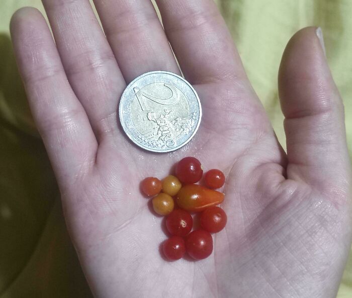 Tiny garden harvest with various small red berries next to a 2 euro coin on an open hand.