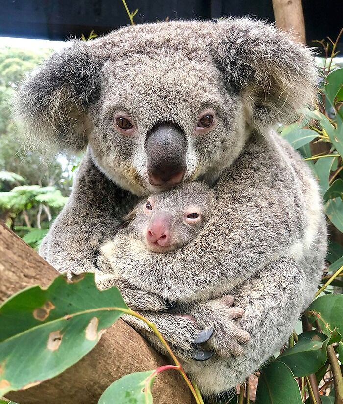 Koala Mom And Her Son After Being Rescued From The Fires In Australia