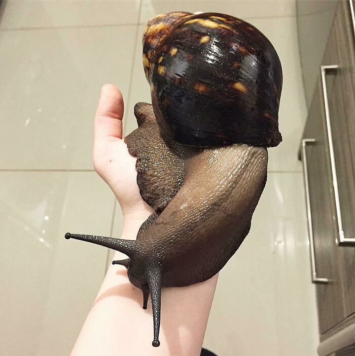 Here Is Hogarth, My Absolute Unit Of A Snail