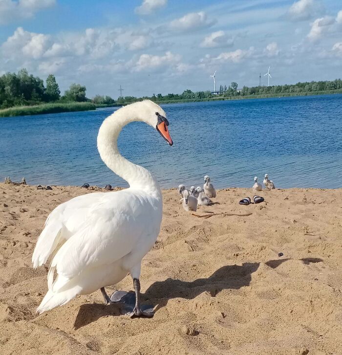 Mother Protecting Her Children