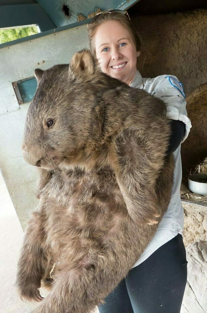 I Had No Idea That Wombats Could Get This Big