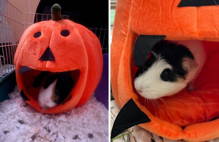 Your Furry Friend Will Be Living The High Life In This Luxurious Guinea Pig Bed - It's The Perfect Way To Pamper Them This Labor Day (And Get Them Ready For Halloween Snuggles!)